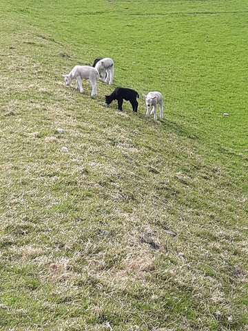 Naar buiten voor ontspanning - lammetjes kijken